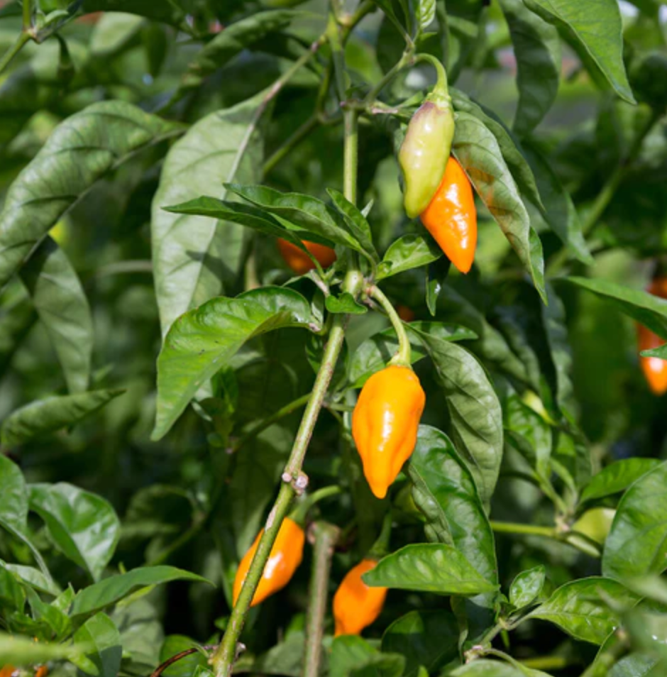 Masumoto Suncrest Peach + Zab&