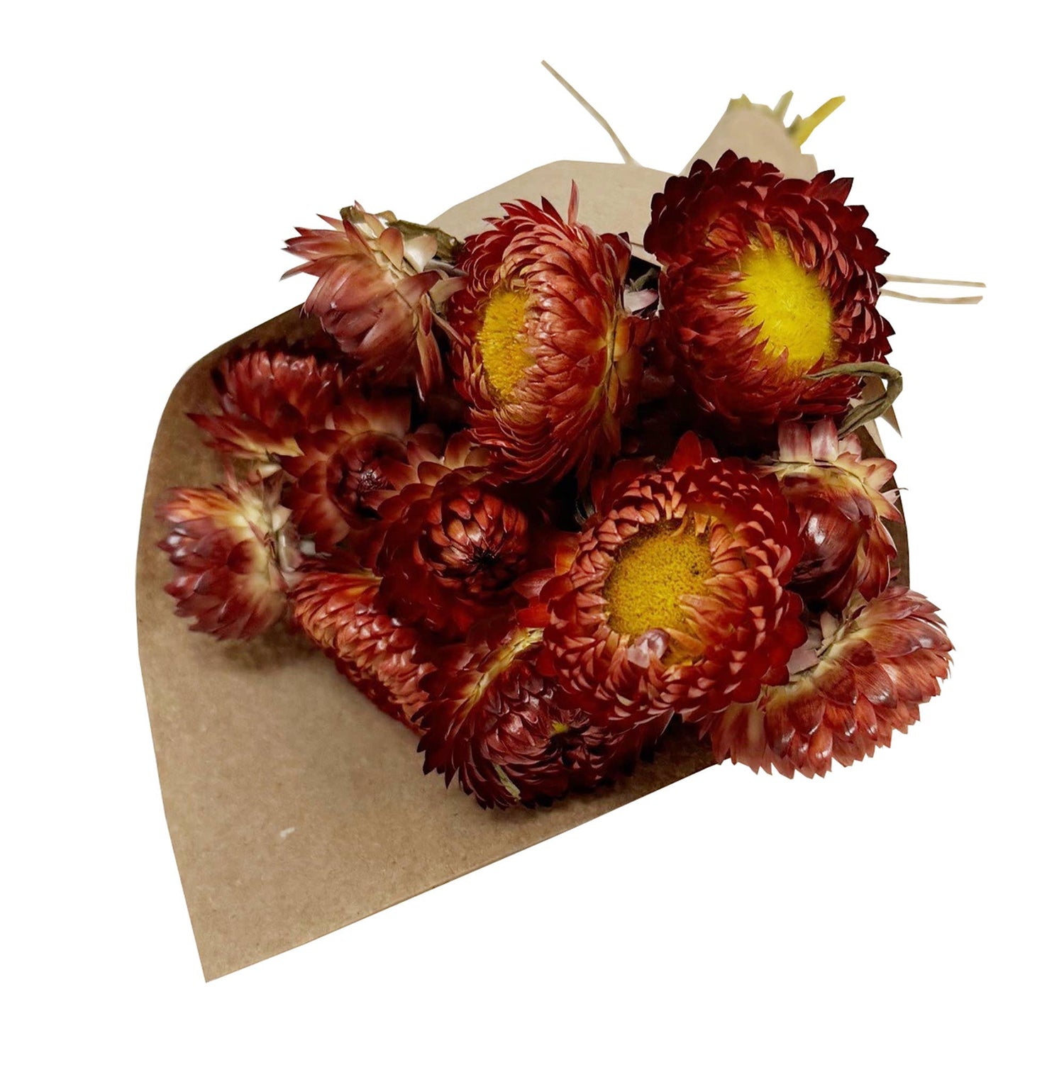 MINI Strawflower Bundle: Orange 