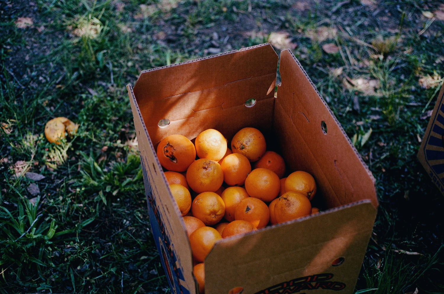 LA Parks Foundation Navel Orange &amp; Rose Petal Marmalade