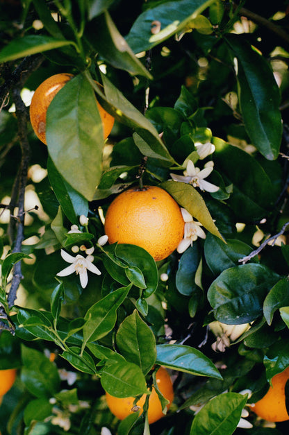 LA Parks Foundation Navel Orange &amp; Rose Petal Marmalade