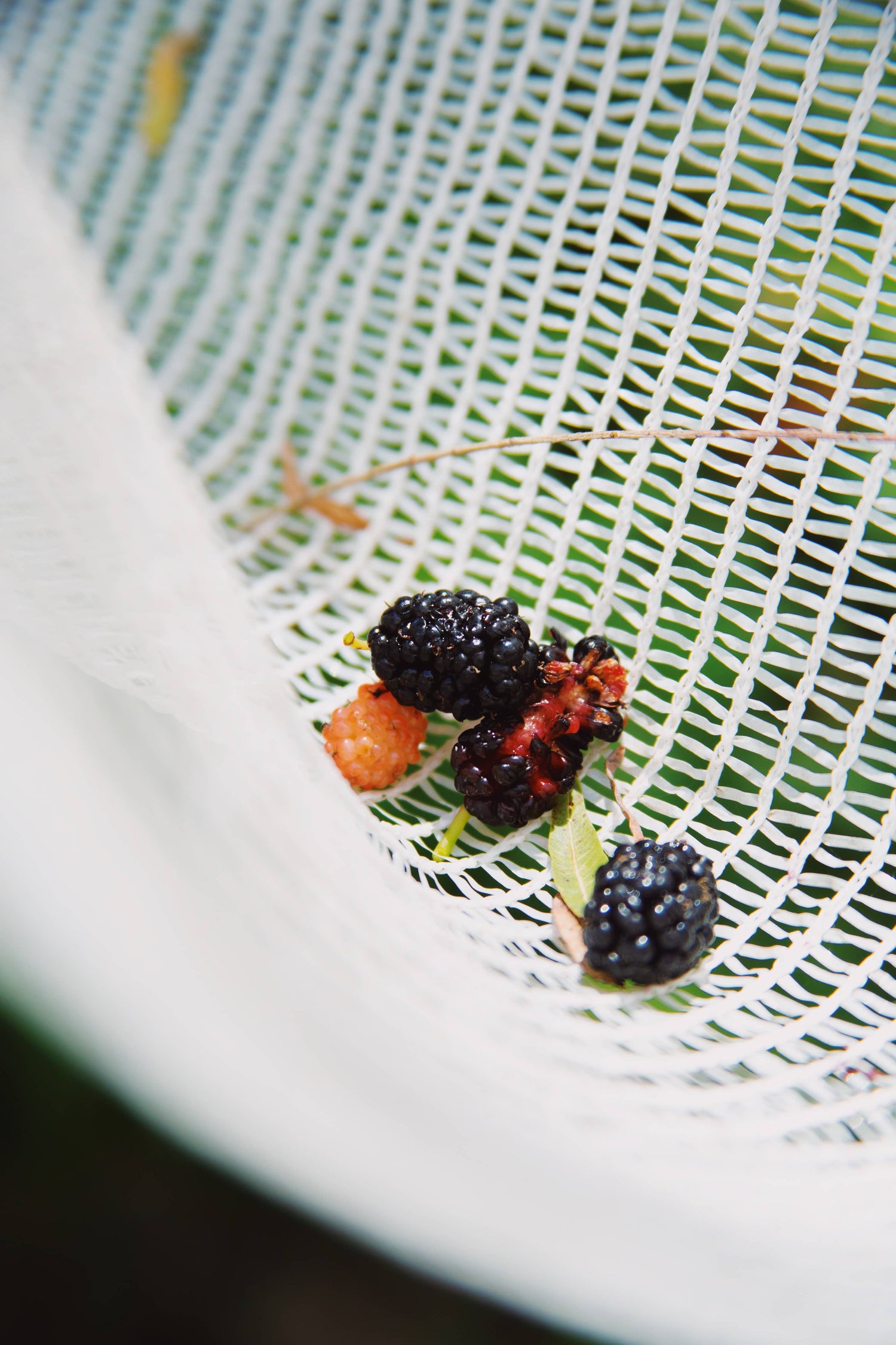 Certified Organic Goldbar Apricot &amp; Pakistan Mulberry