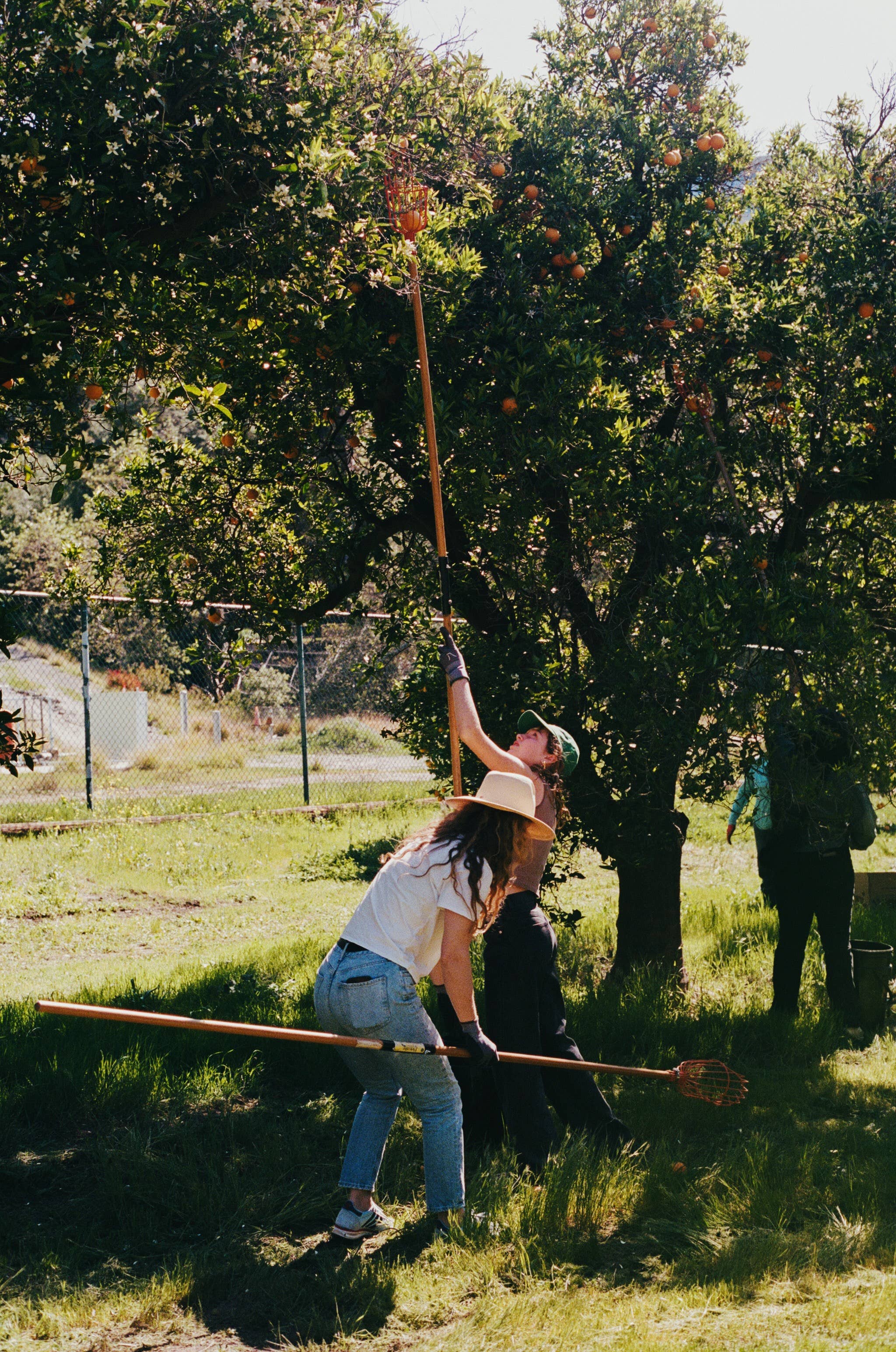 LA Parks Foundation Navel Orange &amp; Rose Petal Marmalade