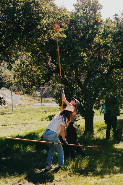 LA Parks Foundation Navel Orange &amp; Rose Petal Marmalade