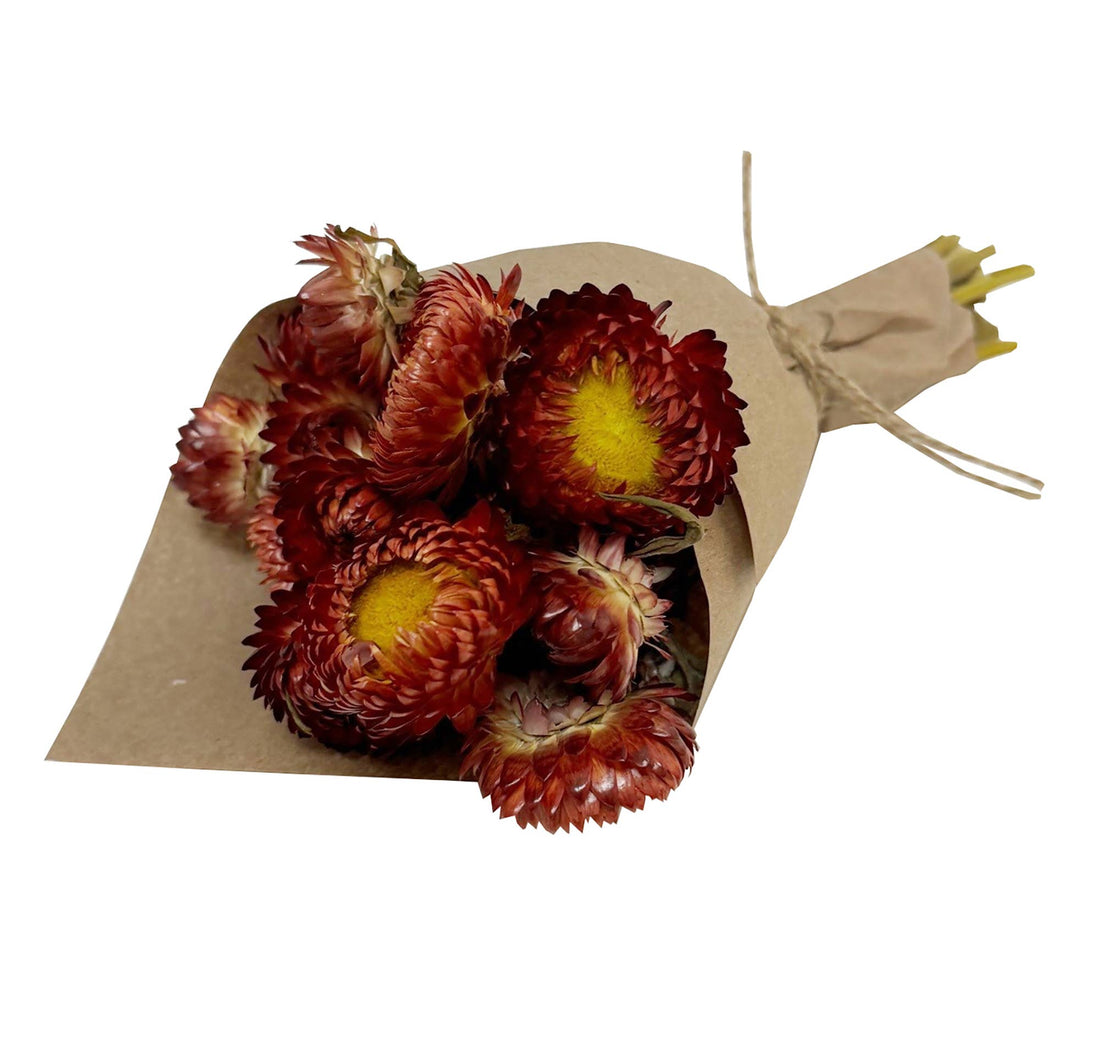 MINI Strawflower Bundle: Orange 