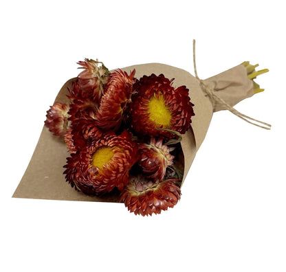 MINI Strawflower Bundle: Orange 